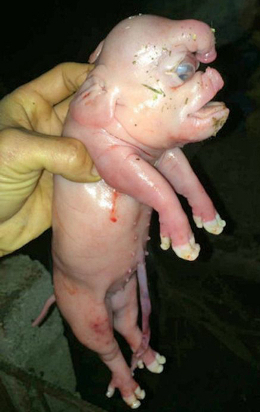 Mutant pig 2
